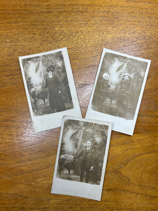 Florida Ostrich Postcard Set